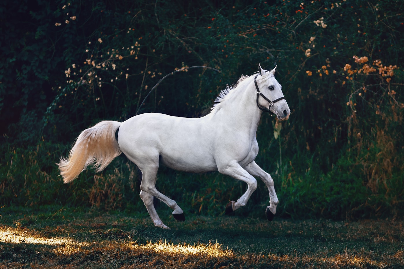 Cavalier au manège